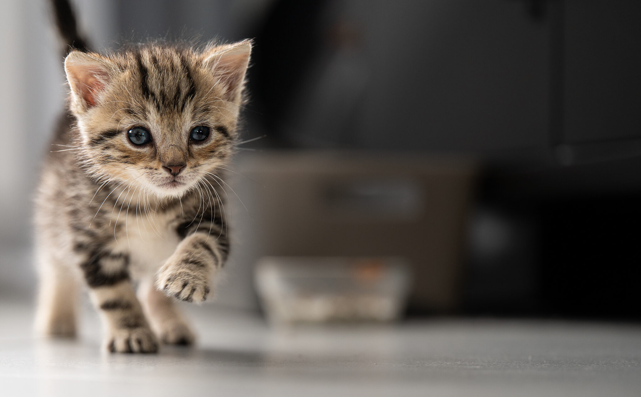 Bart, curieux petit chaton