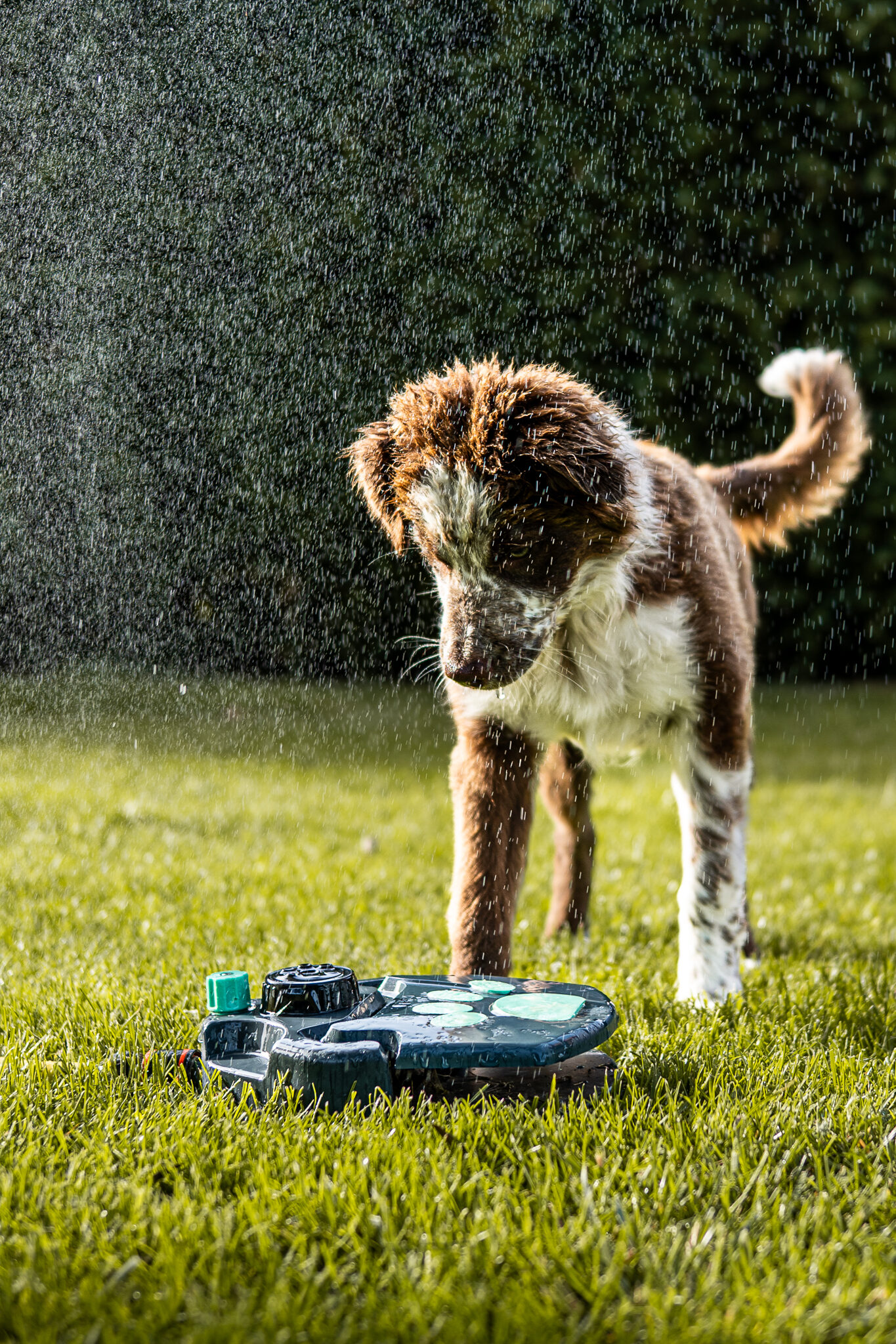 🐾 Premiers jeux d’eau pour Bounty !