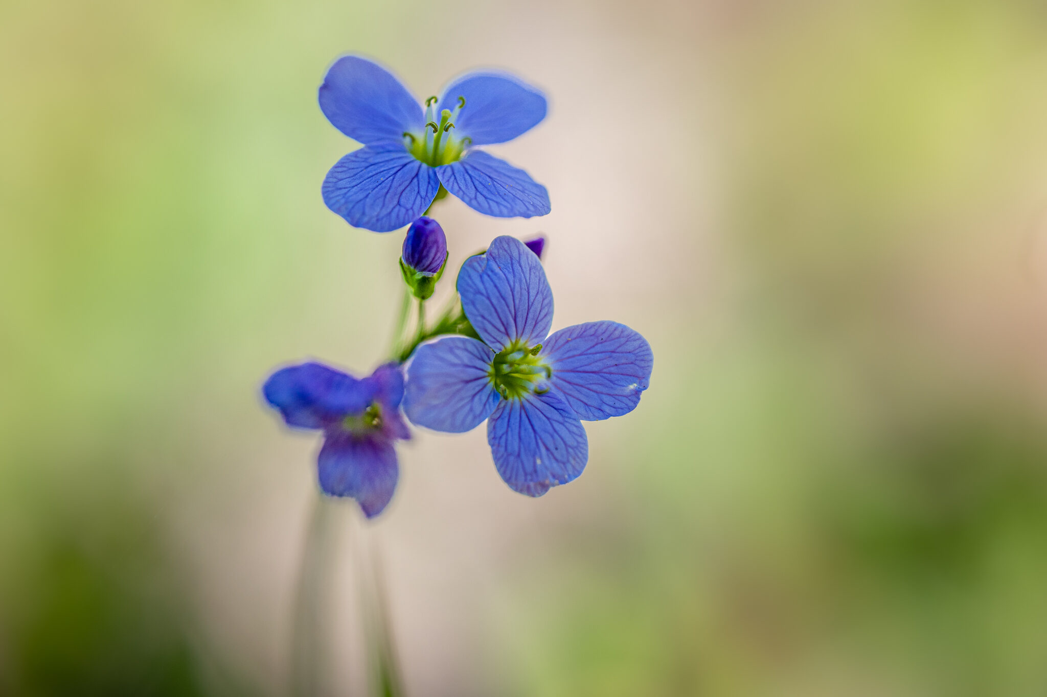 Petite fleur des bois 🌸